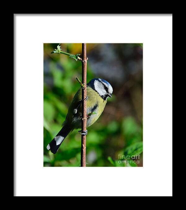 Blue Tit Framed Print featuring the photograph Blue tit by Alan Clifford