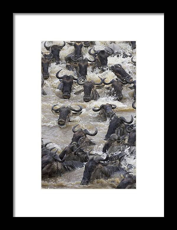 00761251 Framed Print featuring the photograph Blue Wildebeest Crossing The Mara River by Suzi Eszterhas