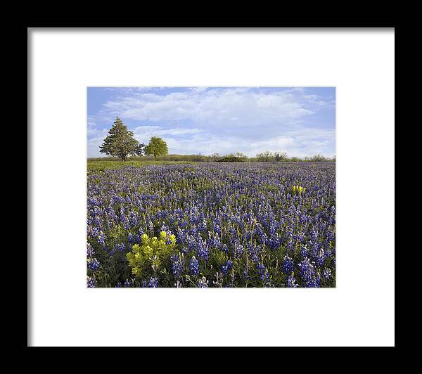 00442669 Framed Print featuring the photograph Bluebonnet And Lemon Paintbrush by Tim Fitzharris