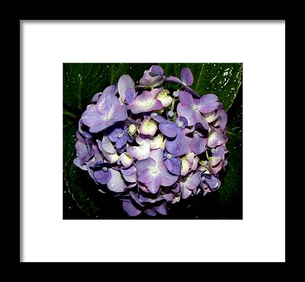 Blueish Framed Print featuring the photograph Blueish Purple Hydrangea At Nighfall by Kim Galluzzo