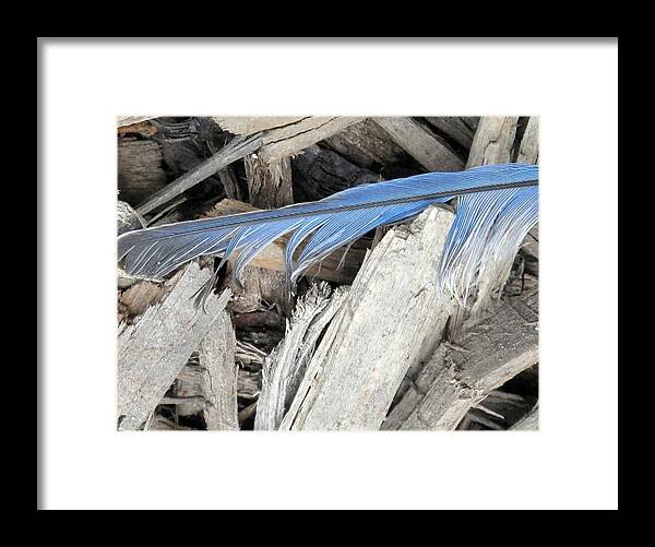 Feather Framed Print featuring the photograph Bluejay Feather by Michele Nelson