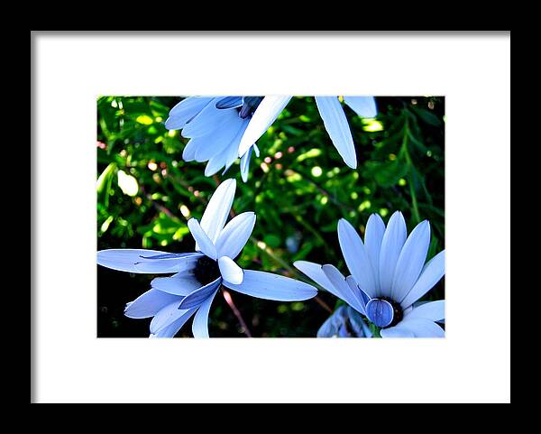 Flowers Framed Print featuring the photograph Bluey Twinkles by HweeYen Ong