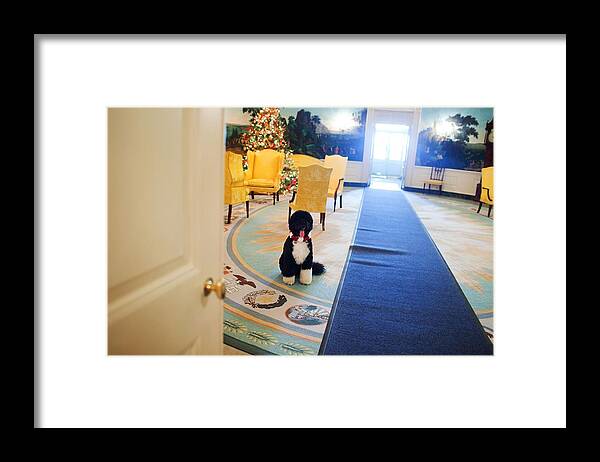 History Framed Print featuring the photograph Bo The Obama Family Dog Wearing A Red by Everett
