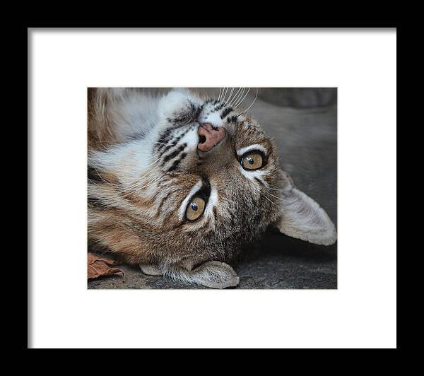 Wild Animal Framed Print featuring the photograph Bobcat Smile by Maggy Marsh