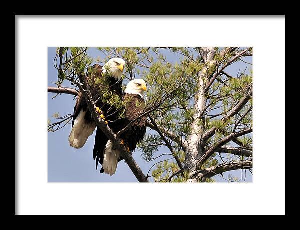 Adirondack Mts. Framed Print featuring the photograph Bog River Eagles by Peter DeFina