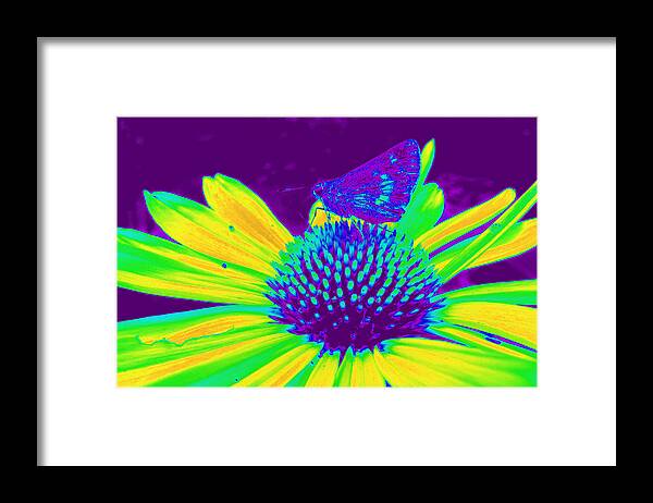 Flower Framed Print featuring the photograph Boldness in Nature by Kim Galluzzo