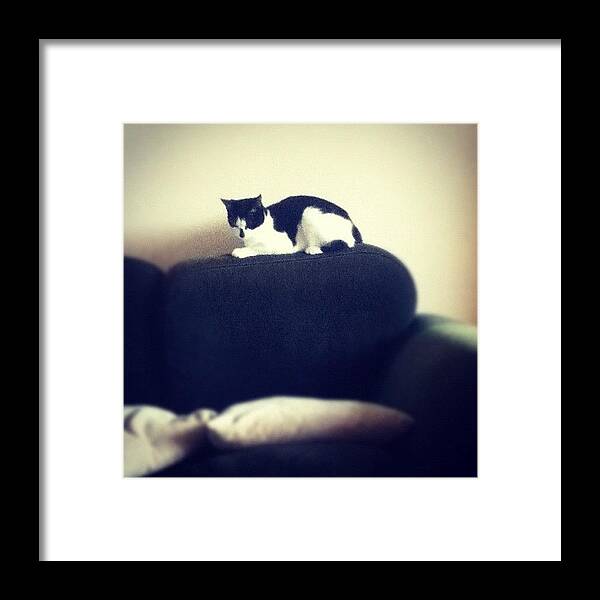 Beautiful Framed Print featuring the photograph Bonjour 😊 ~minnie 🐱
#cat #minnie by Megan Watts
