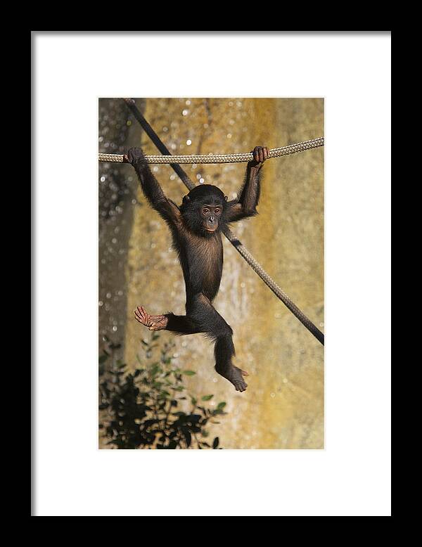 Baby Framed Print featuring the photograph Bonobo Pan Paniscus Baby Playing by San Diego Zoo