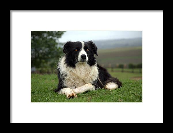Border Collie Framed Print featuring the photograph Border Collie by Miguel Capelo