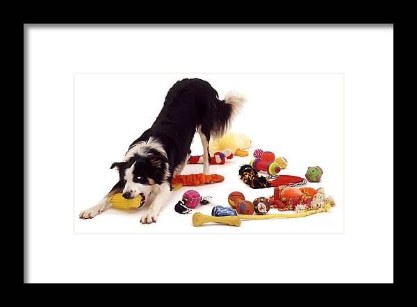 Dog Framed Print featuring the photograph Border Collie With Toys by Jane Burton
