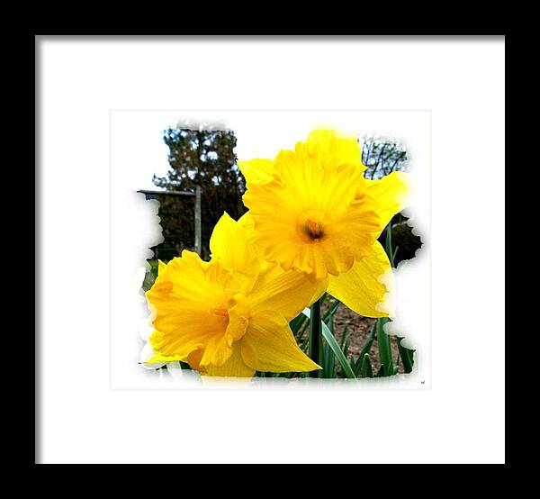 Photo Design Framed Print featuring the photograph Bordered Daffodils by Will Borden