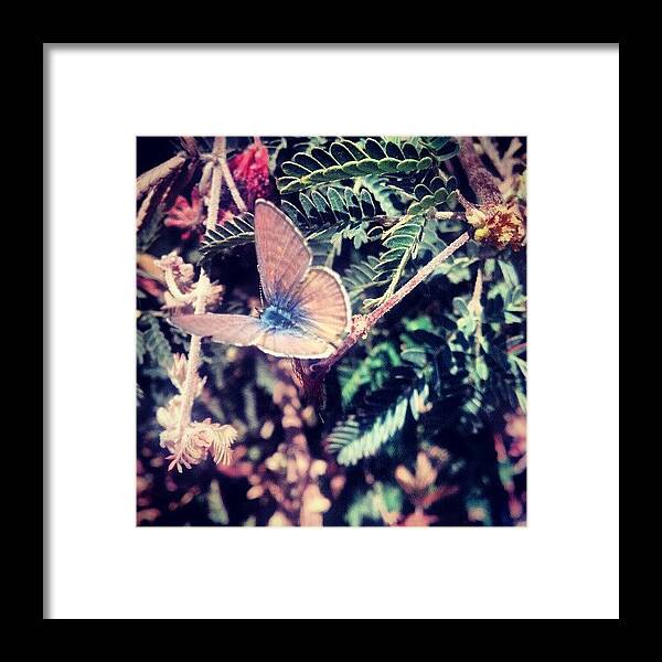 Butterfly Framed Print featuring the photograph Borderless by Adam Snow