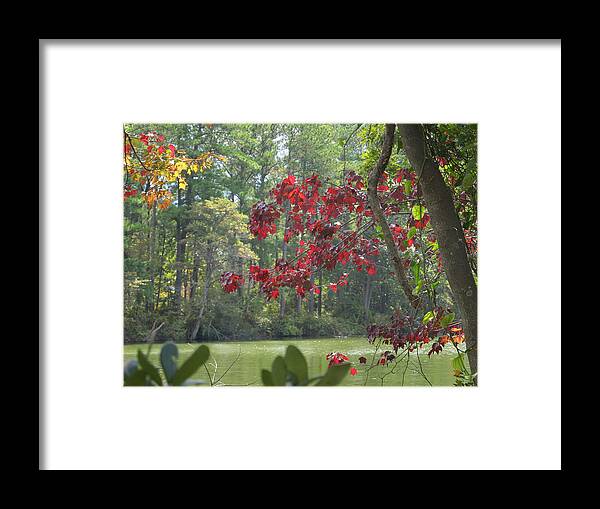 Botanical Garden Framed Print featuring the photograph Botanical Garden Waterway by Louise Mingua