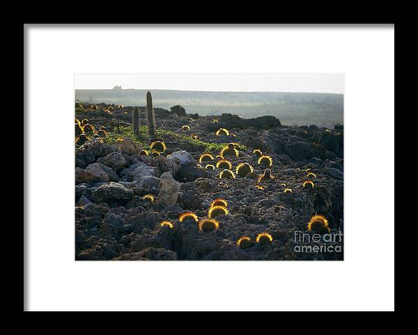 1973 Framed Print featuring the photograph Botany: Cacti by Granger