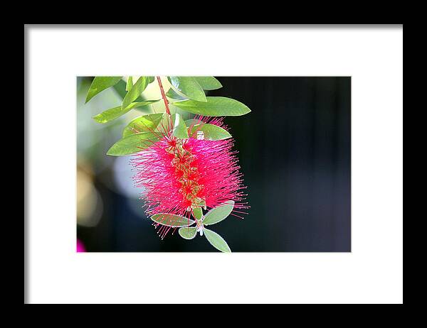 Tropical Flowers Framed Print featuring the photograph Bottlebrush Nectar by Leigh Meredith