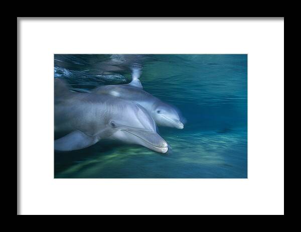 00126114 Framed Print featuring the photograph Bottlenose Dolphin Pair Hawaii by Flip Nicklin