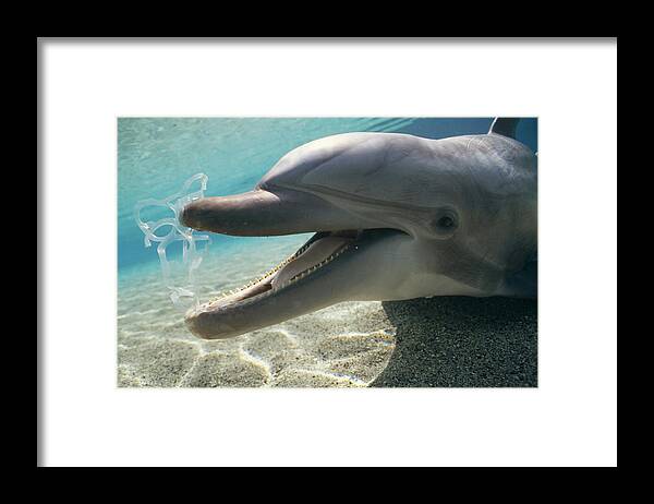 00086165 Framed Print featuring the photograph Bottlenose Dolphin Playing With Plastic by Flip Nicklin