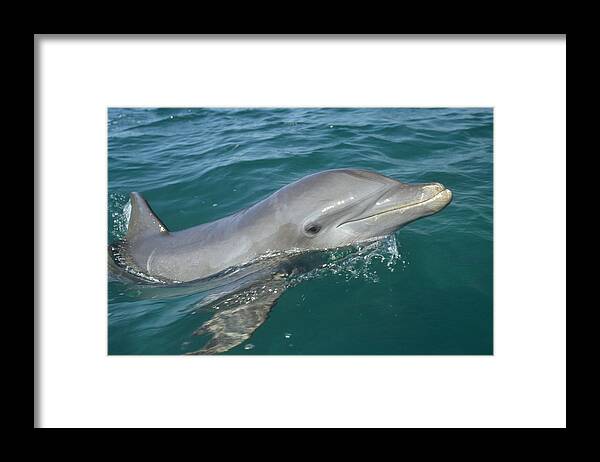 Mp Framed Print featuring the photograph Bottlenose Dolphin Tursiops Truncatus by Konrad Wothe