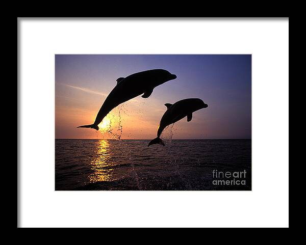 Cetacean Framed Print featuring the photograph Bottlenose Dolphins by Francois Gohier and Photo Researchers
