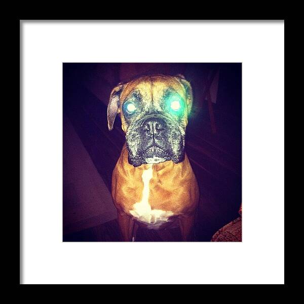 Boxer Framed Print featuring the photograph #boxer #dog by Amy Reid 💜