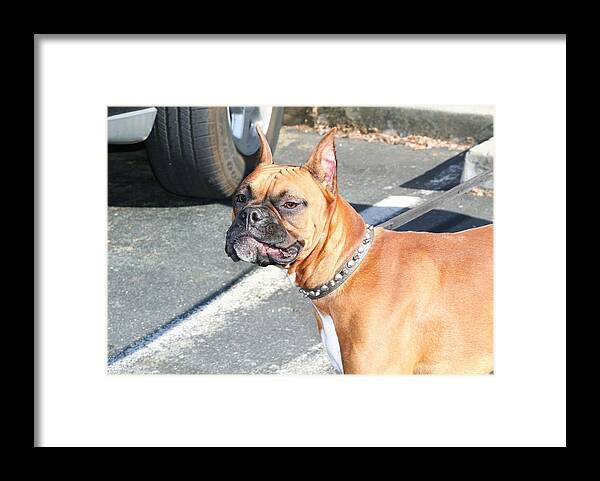 Dog Dogs Pet Pets Animal Animals Puppy Puppies Perro Boxer Boxers Boxeur Photography Framed Print featuring the photograph Boxer dog by Ritmo Boxer Designs