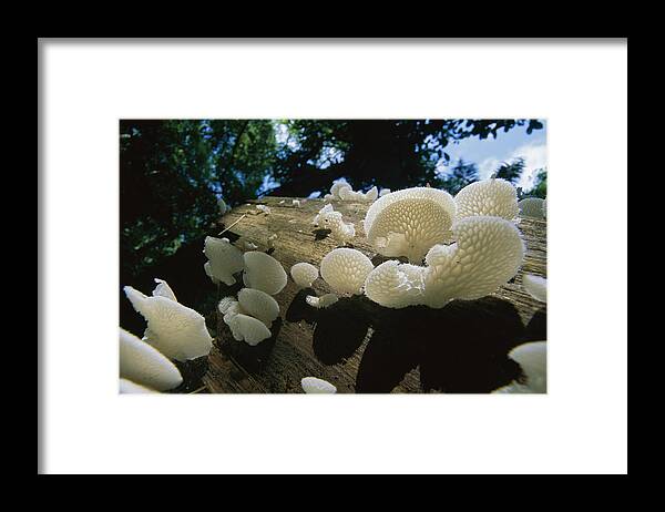 Mp Framed Print featuring the photograph Bracket Fungus Favolus Brasiliensis by Christian Ziegler