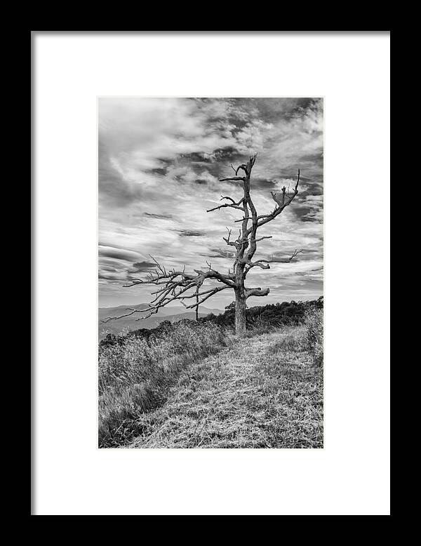 Forest Framed Print featuring the photograph Branches by Guy Whiteley
