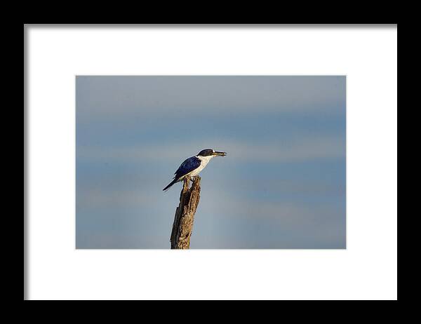 Kingfisher Framed Print featuring the photograph Breakfast at the Top by Douglas Barnard
