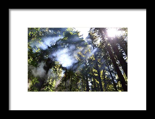 Trees Framed Print featuring the photograph Breaking Through the Trees by Matt Hanson