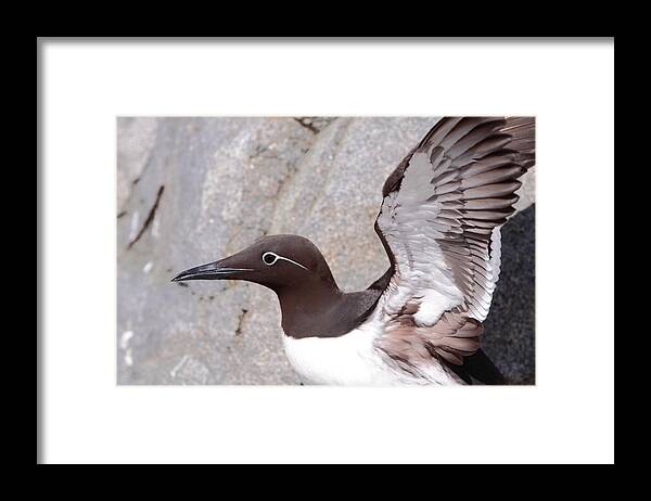 Murre Framed Print featuring the photograph Bridled Guillemot by Bruce J Robinson