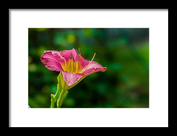Flora Framed Print featuring the photograph Bright New Glorious by Gene Hilton