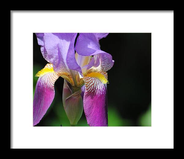 Beautiful Iris Framed Print featuring the photograph Brilliant Purple Iris Flower II by Jai Johnson