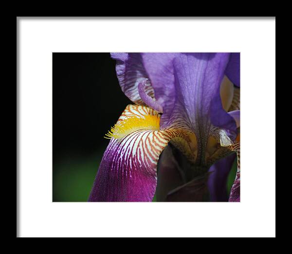 Beautiful Iris Framed Print featuring the photograph Brilliant Purple Iris Flower III by Jai Johnson