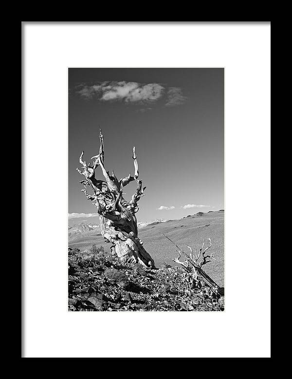 Pinus Longaeva Framed Print featuring the photograph Bristlecone Pine and cloud by Olivier Steiner
