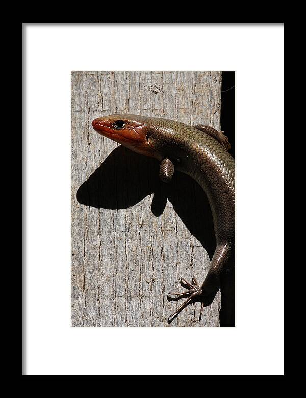 Broad-headed Skink Framed Print featuring the photograph Broad-headed Skink On Barn by Daniel Reed