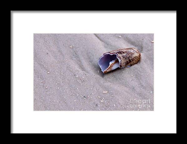 Coast Framed Print featuring the photograph Broken Olive Shell by Susan Cliett