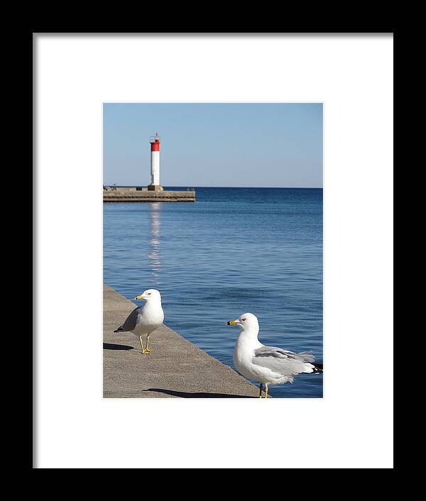 Bronte Framed Print featuring the photograph Bronte Lighthouse Gulls by Laurel Best