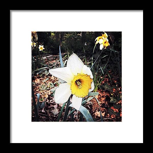 Mobilephotography Framed Print featuring the photograph Brooklyn Flower by Natasha Marco