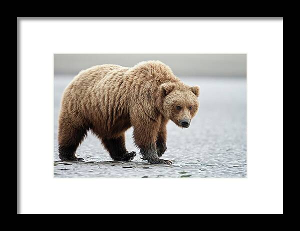 Alaska Framed Print featuring the photograph Brown Bear Stare by D Robert Franz