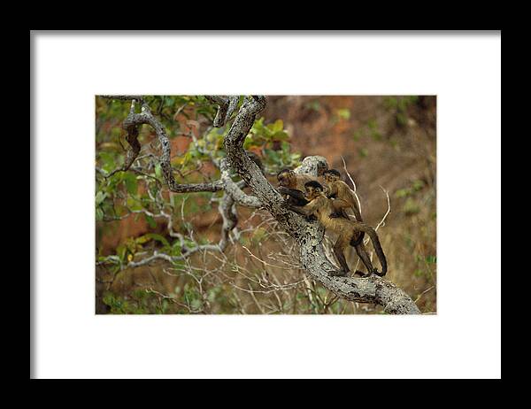 Mp Framed Print featuring the photograph Brown Capuchin Cebus Apella Three by Pete Oxford