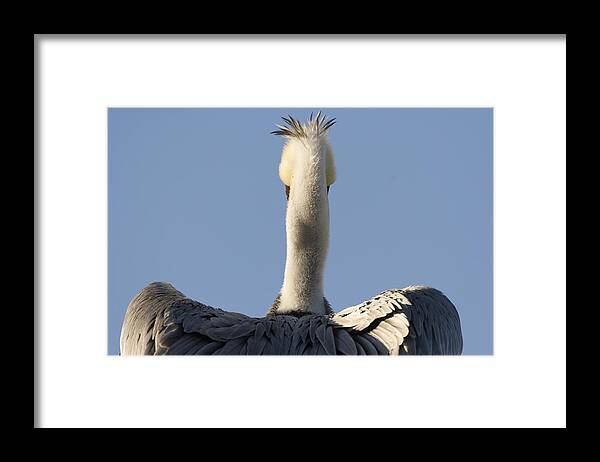 00429650 Framed Print featuring the photograph Brown Pelican Drying Its Wings Natural by Sebastian Kennerknecht