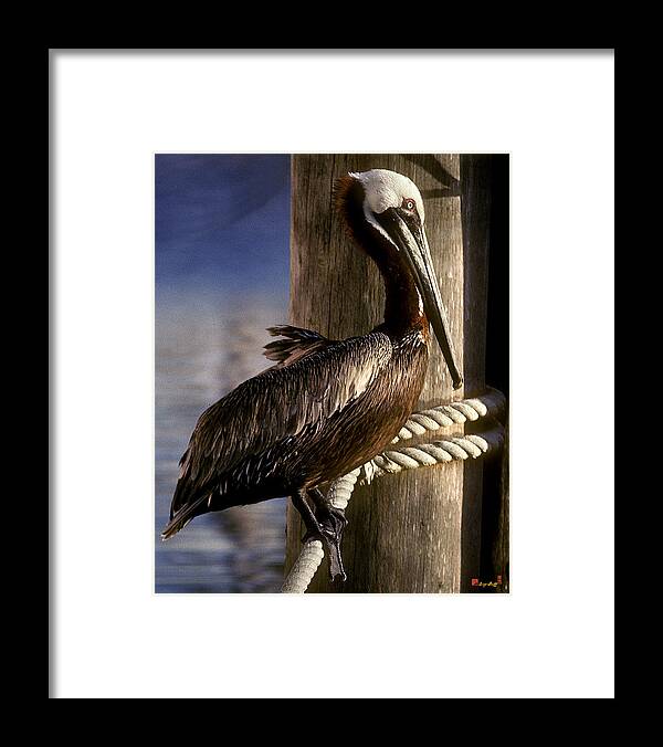 Birds Framed Print featuring the photograph Brown Pelican in Key West 9L by Gerry Gantt