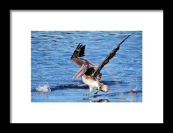 Website Framed Print featuring the photograph Brown pelican landing by Bill Hosford