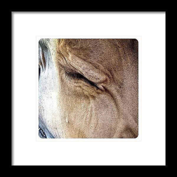 Livestock Framed Print featuring the photograph Brown Swiss Cow by Natasha Marco