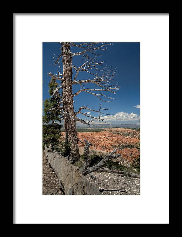 Bryce Framed Print featuring the photograph Bryce Canyon - Dead Tree by Larry Carr