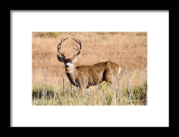 Deer Framed Print featuring the photograph Buck by Cheryl McClure