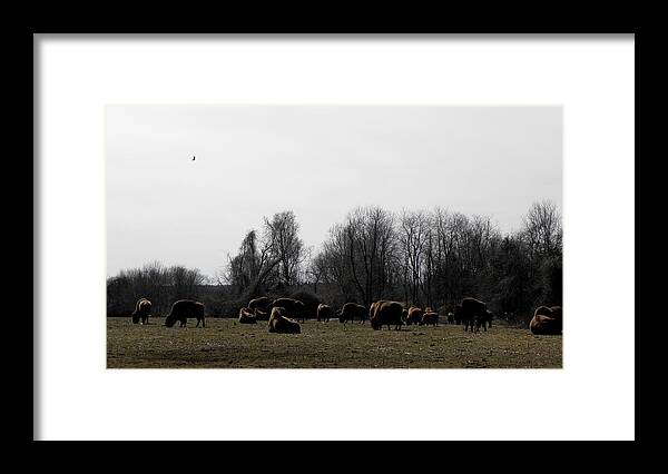Buffalo Framed Print featuring the photograph Buffalo Farm in CT USA by Kim Galluzzo