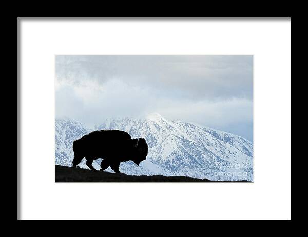 Buffalo Framed Print featuring the photograph Buffalo suvived another Yellowstone winter by Dan Friend