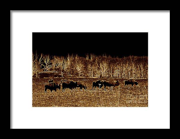 Buffalo Framed Print featuring the photograph Buffalos roaming by Kim Galluzzo Wozniak