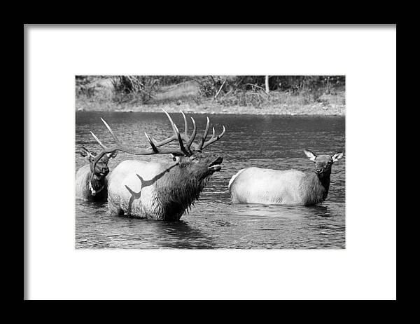 Elk Framed Print featuring the photograph Bugling Bull Elk and 2 Female Cows in Estes Lake CO BW by James BO Insogna